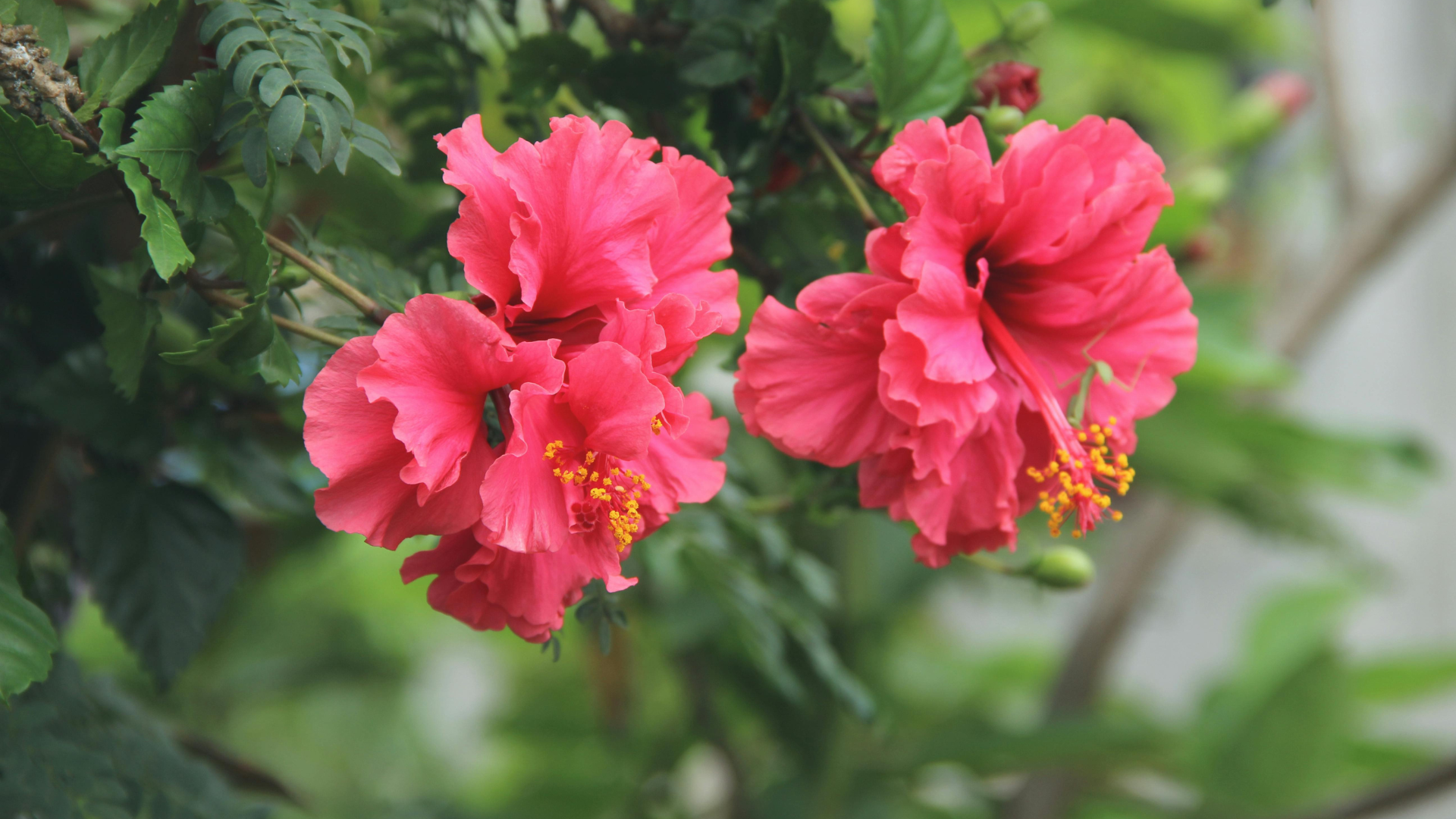 Benefits of Hibiscus for Hair Growth