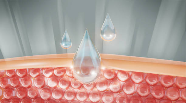 Collagen Production